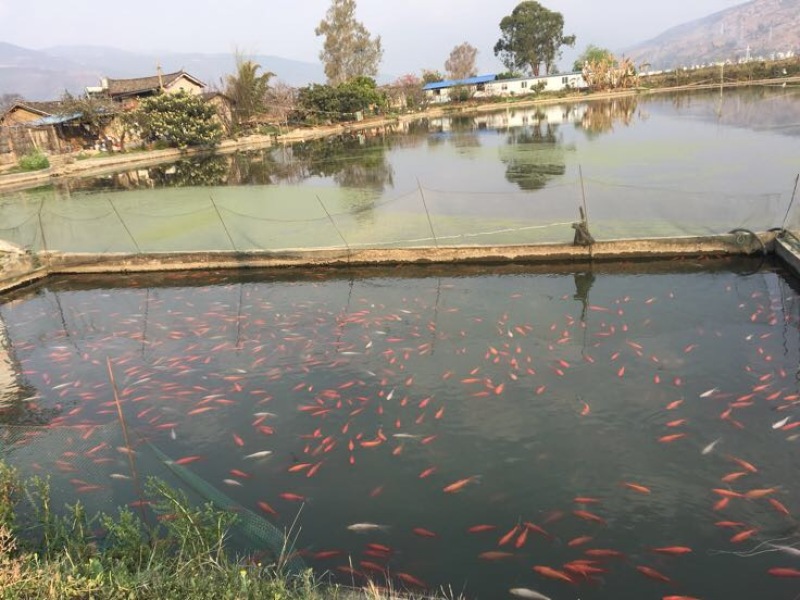 黄金鲫