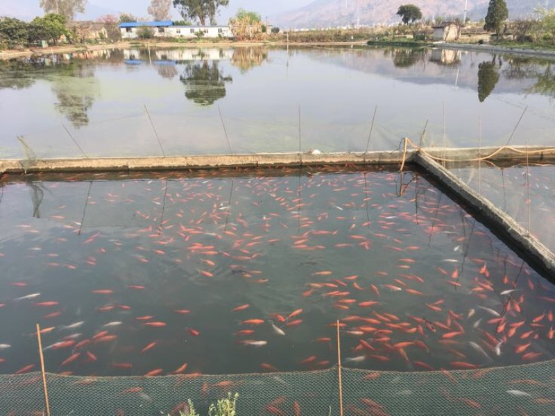 黄金鲫