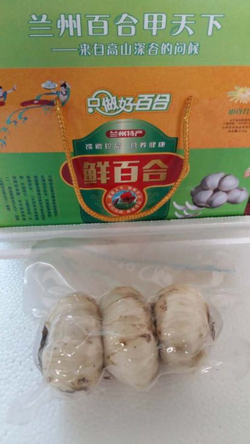 兰州百合