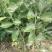 茂谷柑苗30~50cm