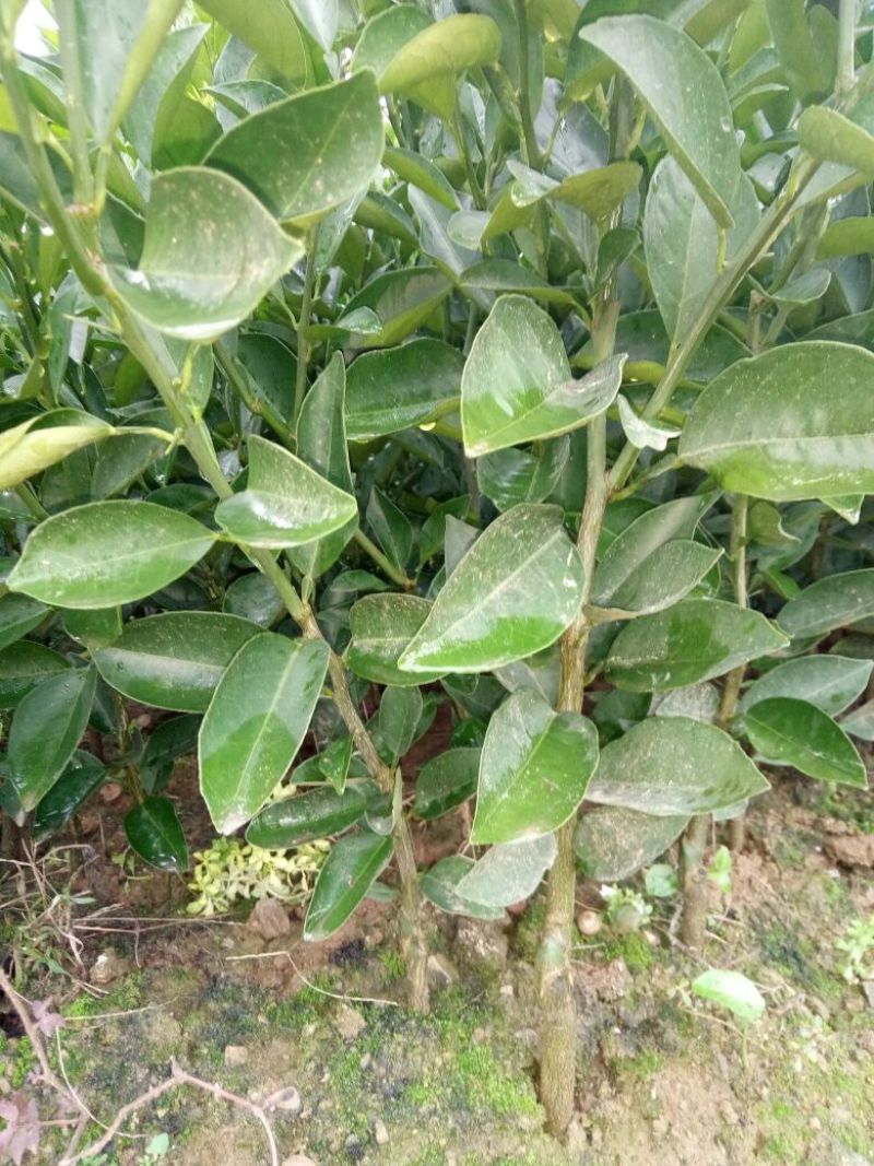 茂谷柑苗30~50cm