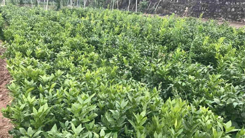 茂谷柑苗30~50cm
