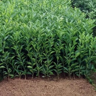 茂谷柑苗30~50cm
