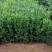 茂谷柑苗30~50cm