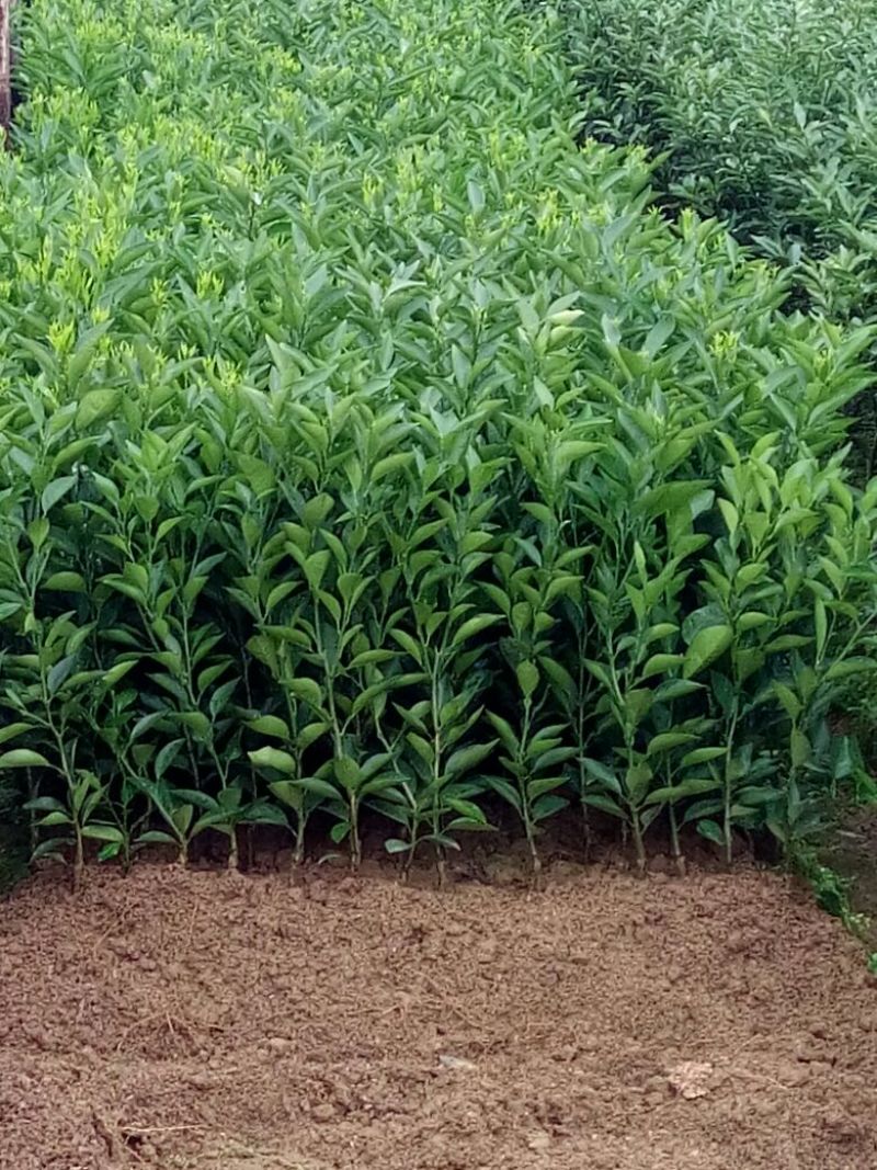 茂谷柑苗30~50cm