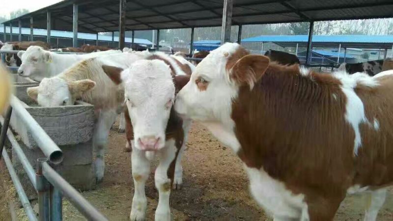 肉马200~300kg