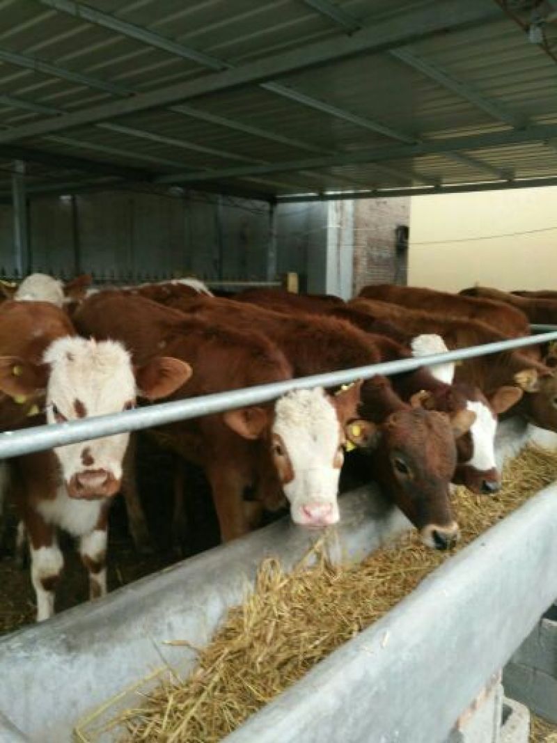 肉马200~300kg