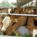肉马200~300kg