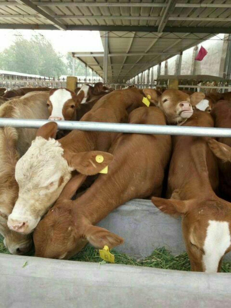 肉马200~300kg
