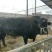 肉马200~300kg