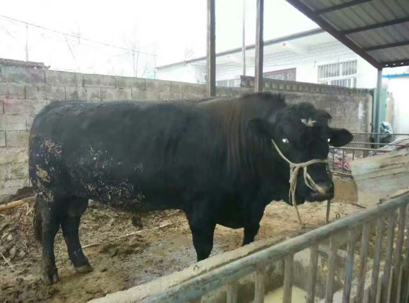 肉马200~300kg