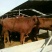 肉马200~300kg