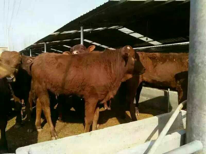 肉马200~300kg