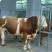 肉马200~300kg