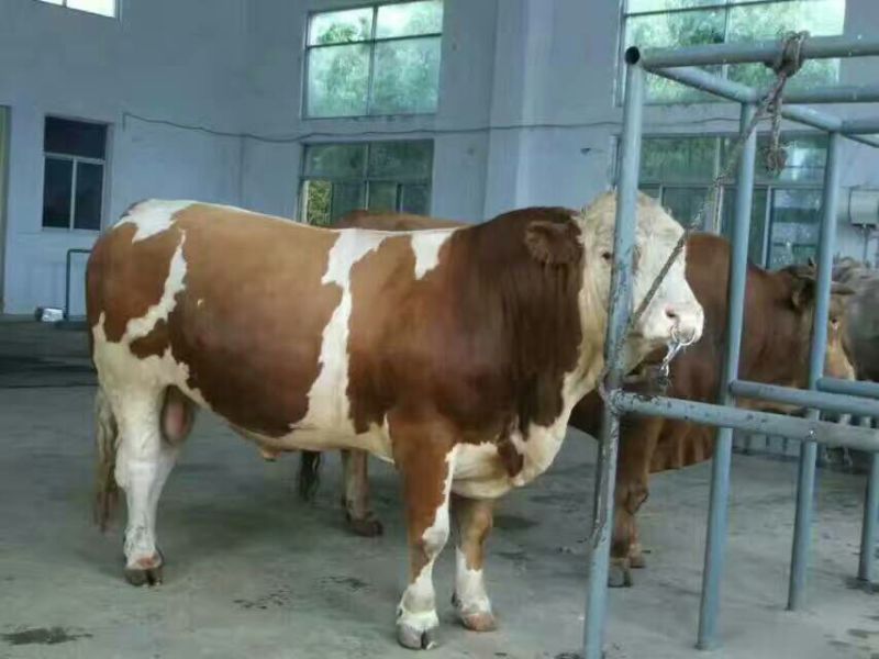肉马200~300kg