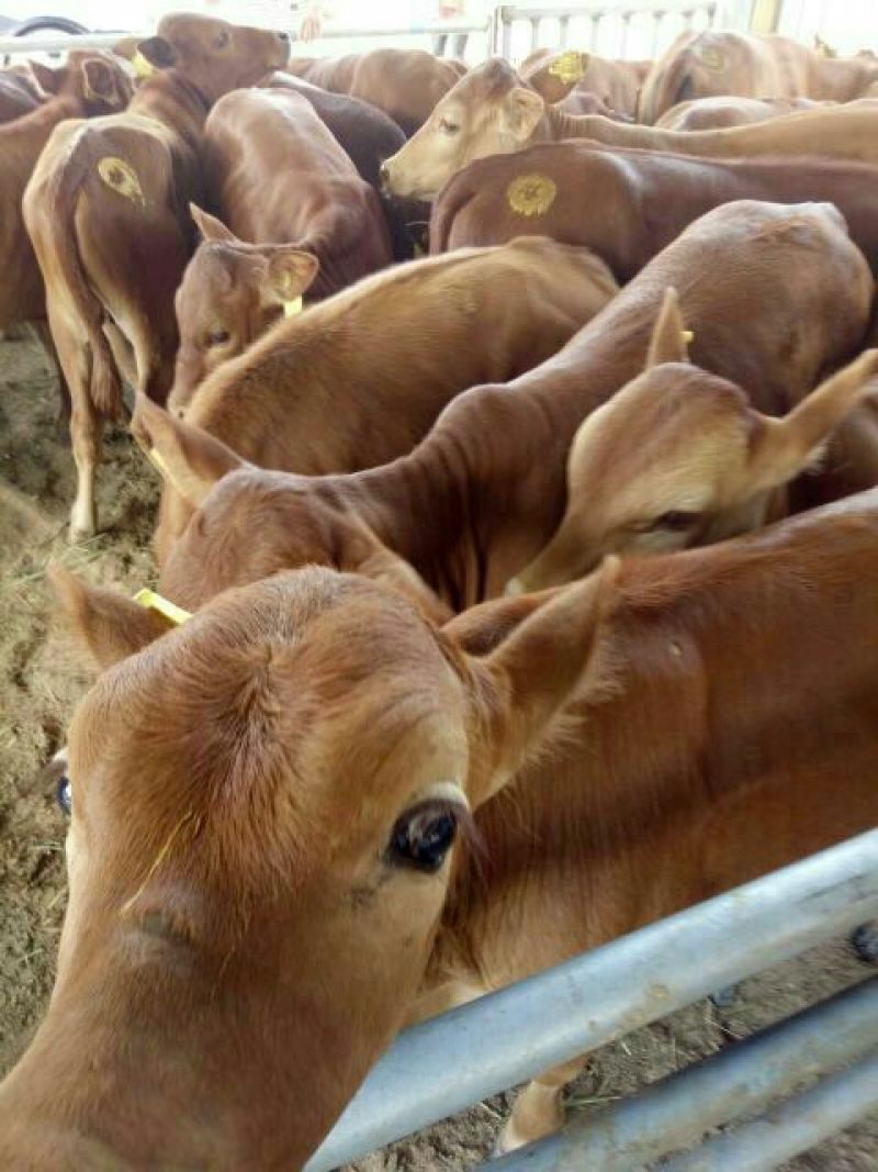 肉马200~300kg