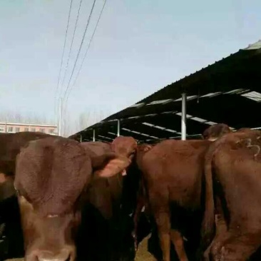 肉马200~300kg