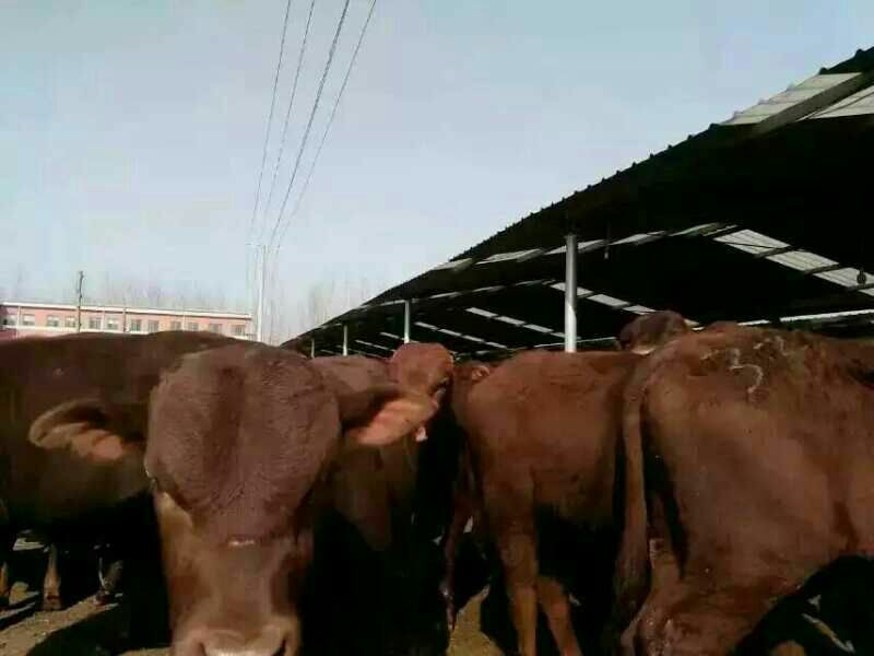 肉马200~300kg