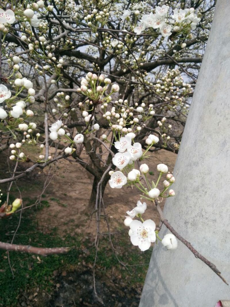 梨花粉