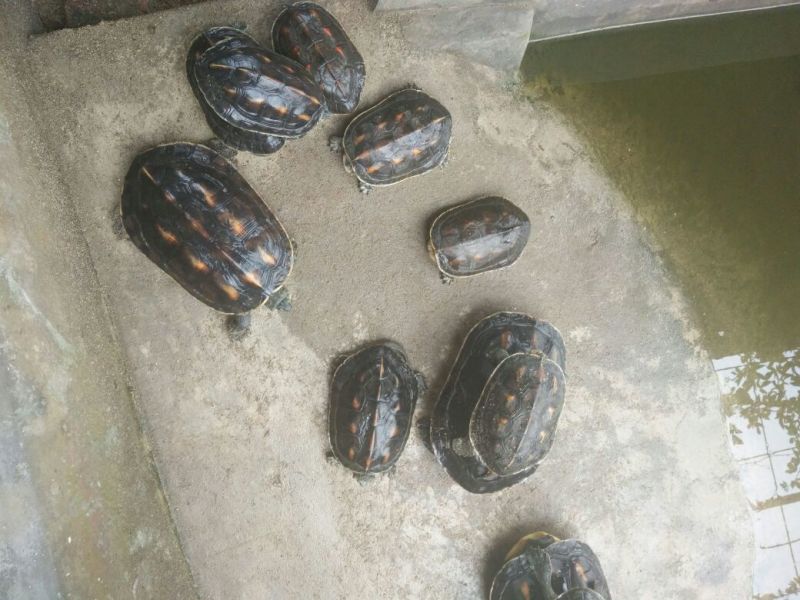 黄沙甲鱼苗