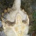 黄沙甲鱼苗
