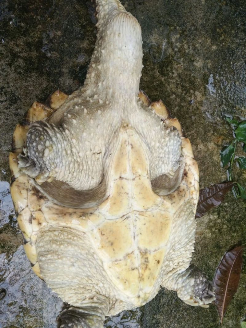 黄沙甲鱼苗