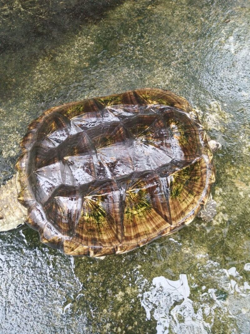 黄沙甲鱼苗