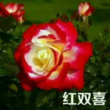 玫瑰苗10cm以下