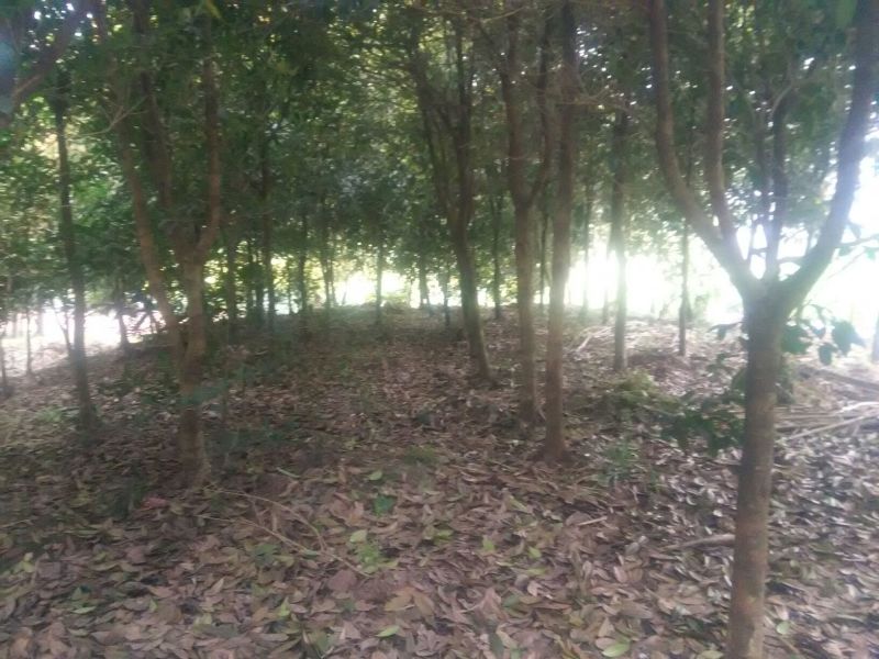 庄氏鑫兴苗木桂花树绿化树
