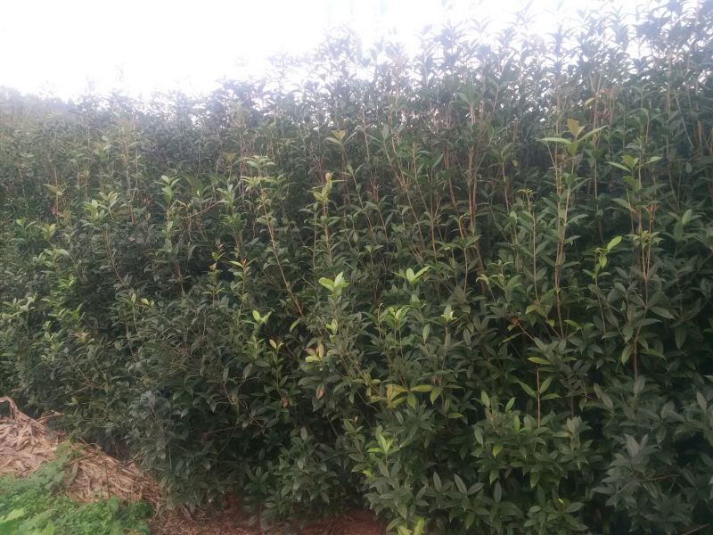 庄氏鑫兴苗木桂花树绿化树