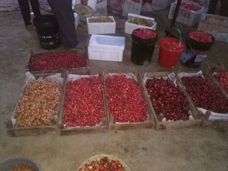 红灯樱桃