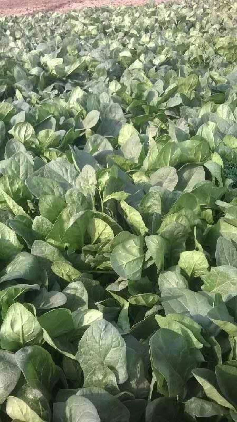 大叶菠菜25~30厘米