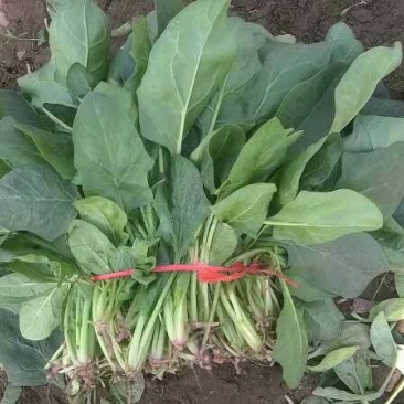 大叶菠菜25~30厘米