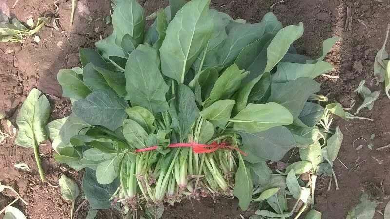 大叶菠菜25~30厘米