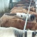 矮马200~300kg