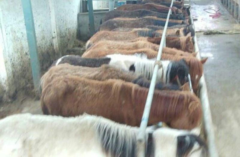 矮马200~300kg
