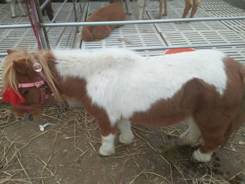 矮马200~300kg