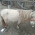 矮马200~300kg