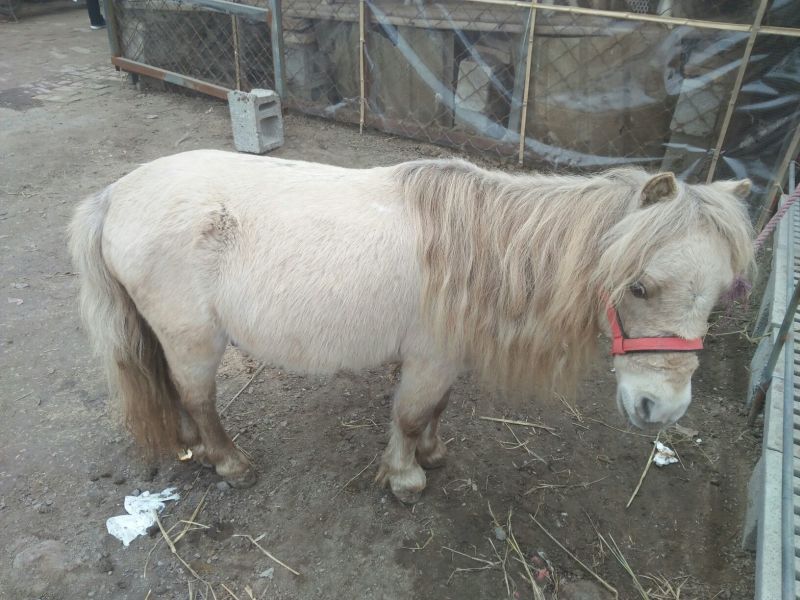 矮马200~300kg