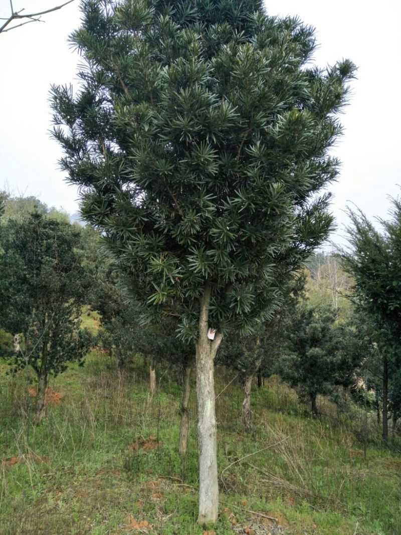 罗汉松14~16cm14~16cm造型罗汉松