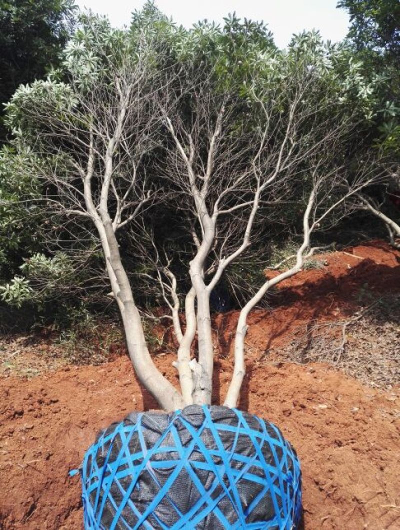 杨梅树261~300cm