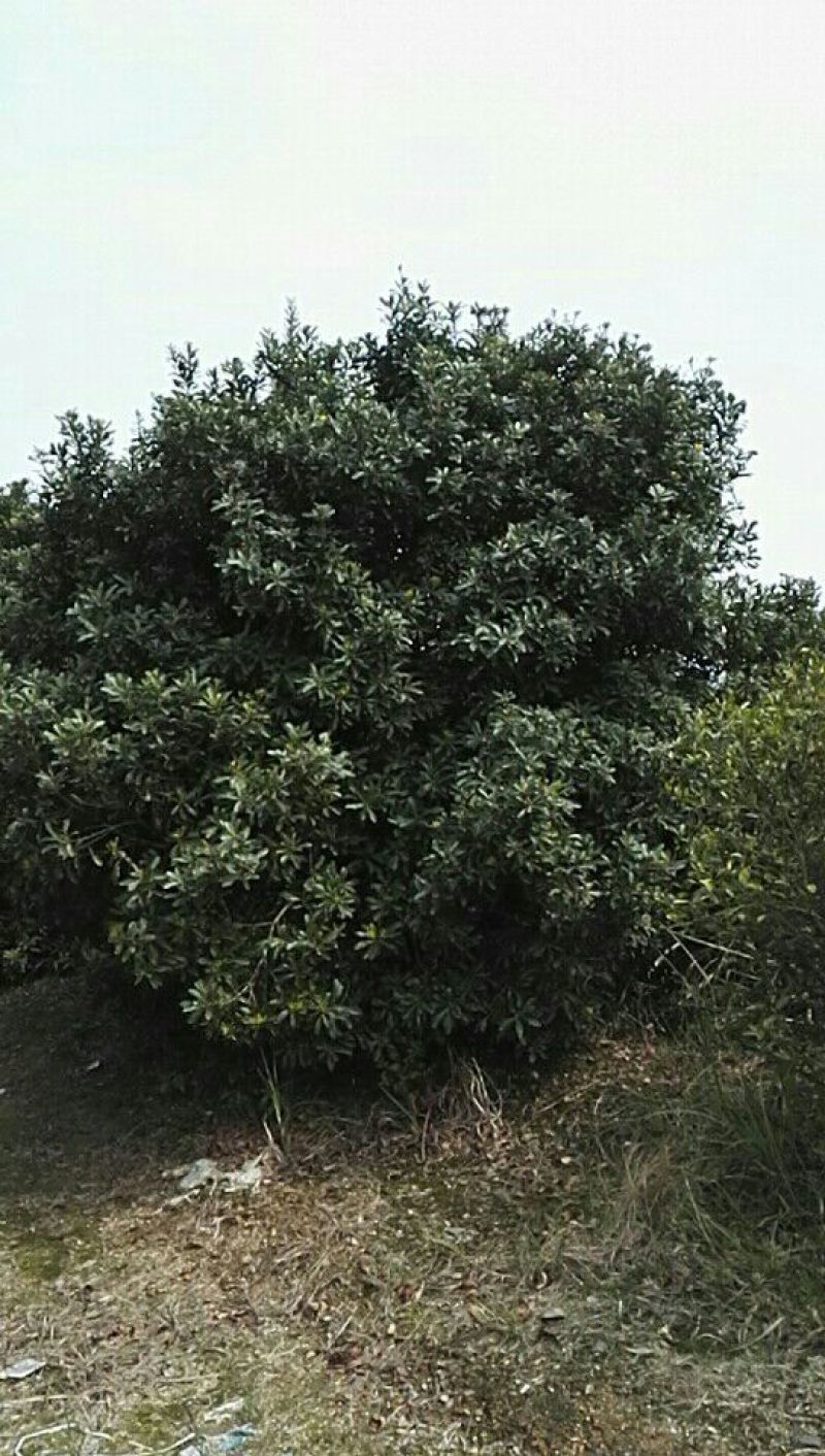 乌梅2cm以上