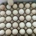 斗鸡蛋孵化50g以下