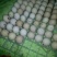 斗鸡蛋孵化50g以下