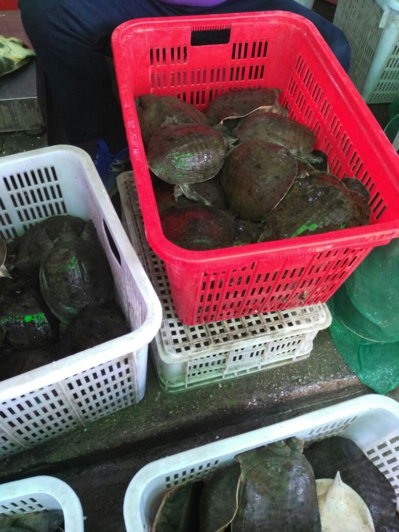 生态甲鱼1.5~2斤