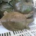生态甲鱼1.5~2斤