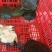 生态甲鱼1.5~2斤