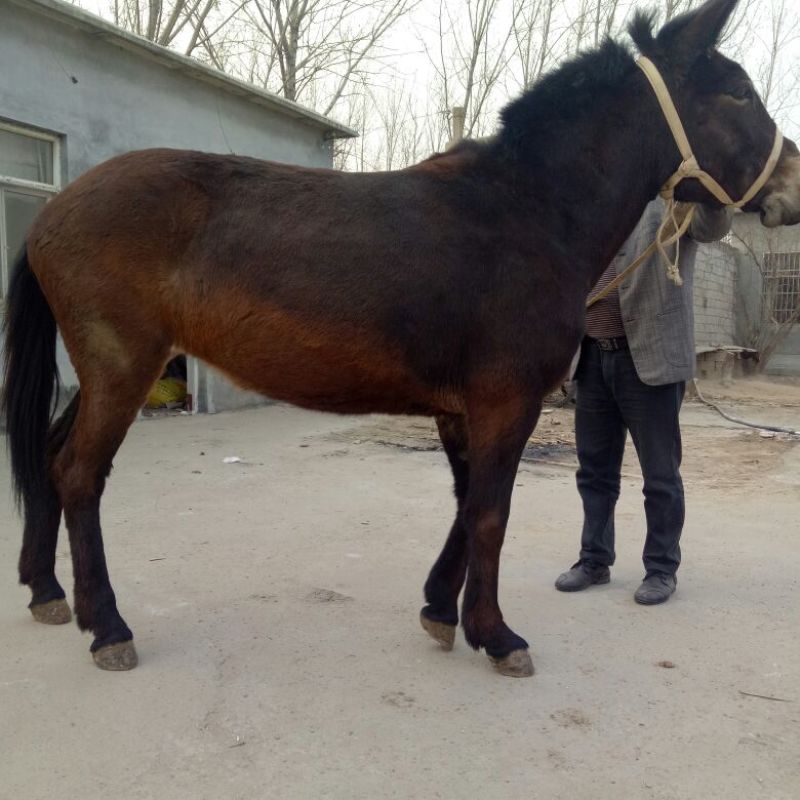 骡子200~300kg