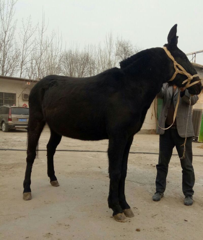 骡子200~300kg