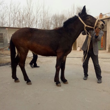 骡子200~300kg